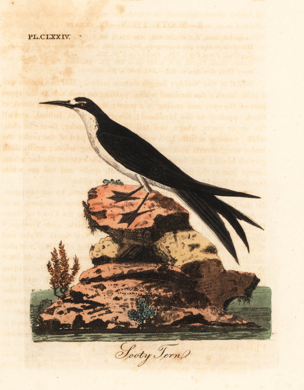 الخرشنة السخيفة ، Onychoprion fuscatus (Sterna fuliginosa). لوح نحاسي ملون يدويًا رسمه ونقشه جون لاثام من كتابه A General History of Birds ، وينشستر بواسطة جون لاثام