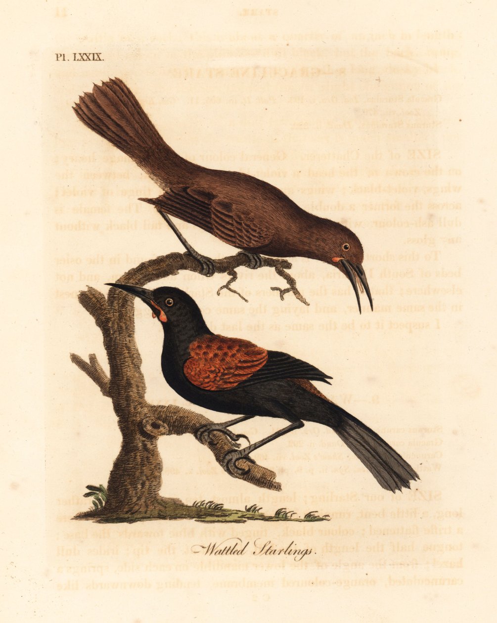 السرج الجنوبي ، Philesturnus carunculatus ، ذكر وأنثى (الزرزور المرقط ، Sturnus carunculatus). بالقرب هددت. لوح نحاسي ملون يدويًا رسمه ونقشه جون لاثام من كتابه A General History of Birds ، وينشستر بواسطة جون لاثام