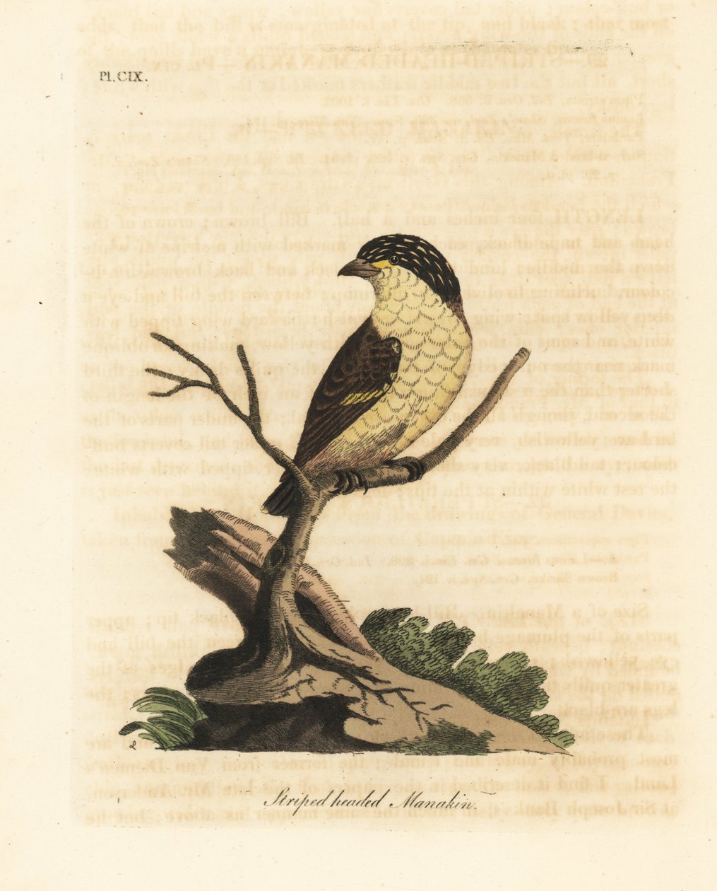 pardalote مخططة ، Pardalotus striatus (ماناكين مخطط الرأس ، Pipra striata). لوح نحاسي ملون يدويًا رسمه ونقشه جون لاثام من كتابه A General History of Birds ، وينشستر بواسطة جون لاثام