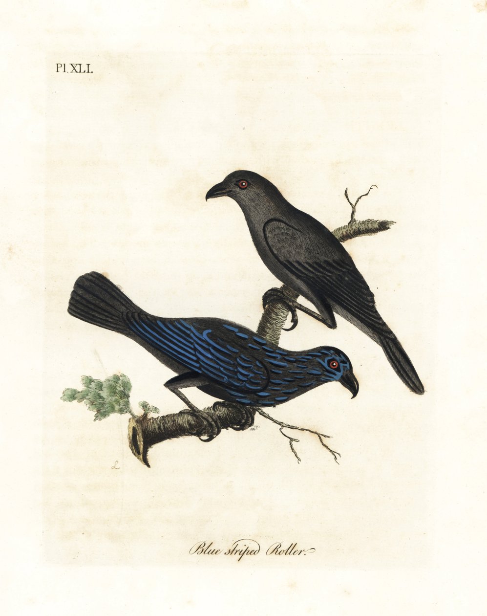 زرزور مخططة ، Aplonis striata (بكرة مخططة باللون الأزرق ، Coracias striata). لوح نحاسي ملون يدويًا رسمه ونقشه جون لاثام من كتابه A General History of Birds ، وينشستر بواسطة جون لاثام
