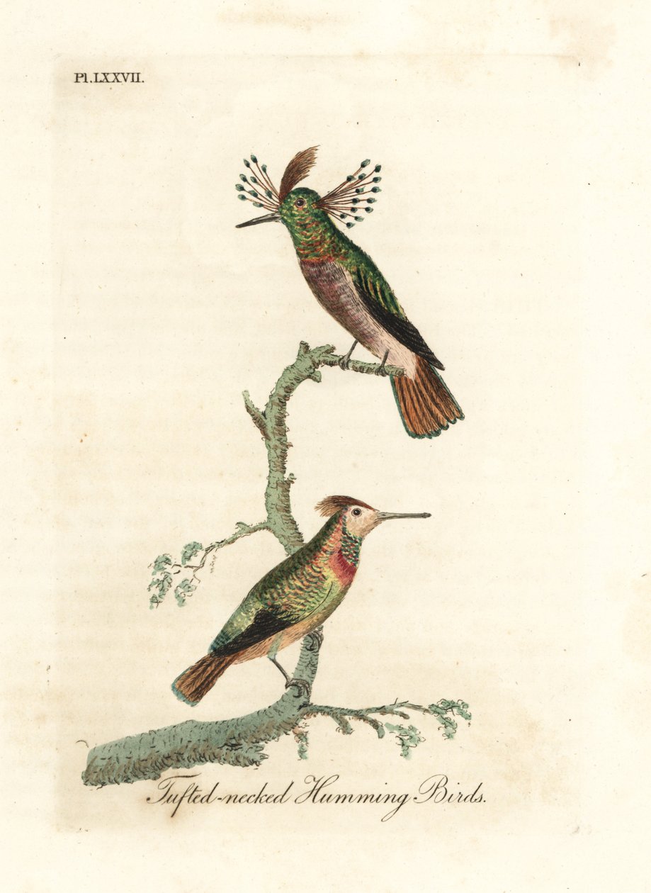 الديوك معنقدة ، Lophornis ornatus (الطيور الطنانة ذات العنق المعنق ، Trochilus ornatus). ذكر و أنثى. لوح نحاسي ملون يدويًا رسمه ونقشه جون لاثام من كتابه A General History of Birds ، وينشستر بواسطة جون لاثام
