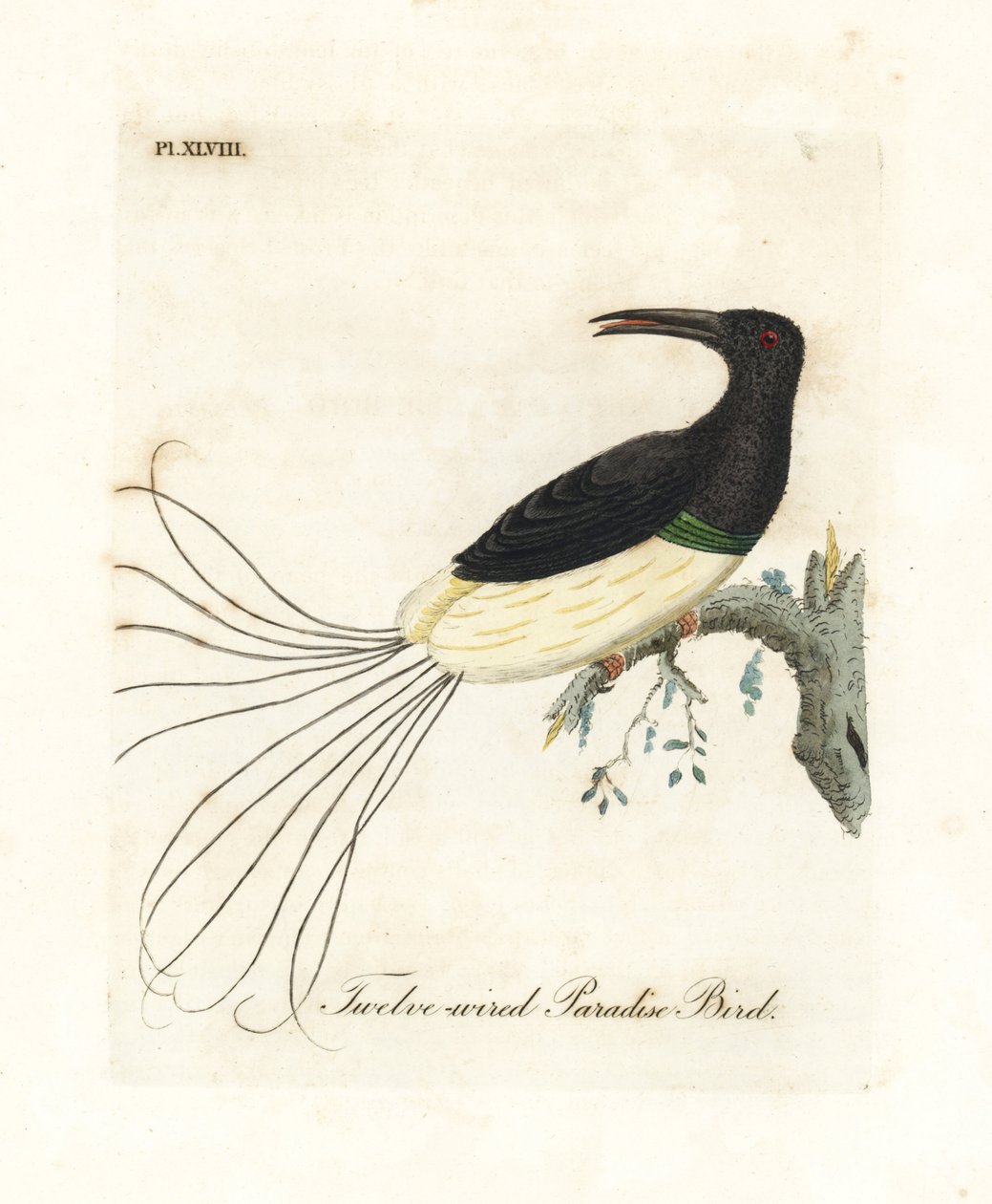 طائر الجنة المكون من اثني عشر سلكًا ، Seleucidis melanoleucus (الجنة النيجيرية). لوح نحاسي ملون يدويًا رسمه ونقشه جون لاثام من كتابه A General History of Birds ، وينشستر بواسطة جون لاثام