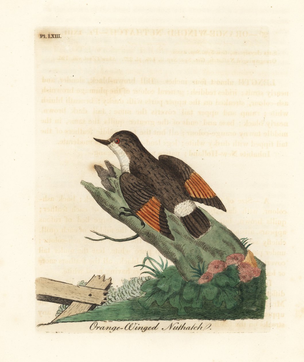 متنوعة sittella ، Daphoenositta chrysoptera (خندق البندق البرتقالي المجنح ، سيتا chrysoptera). لوح نحاسي ملون يدويًا رسمه ونقشه جون لاثام من كتابه A General History of Birds ، وينشستر بواسطة جون لاثام