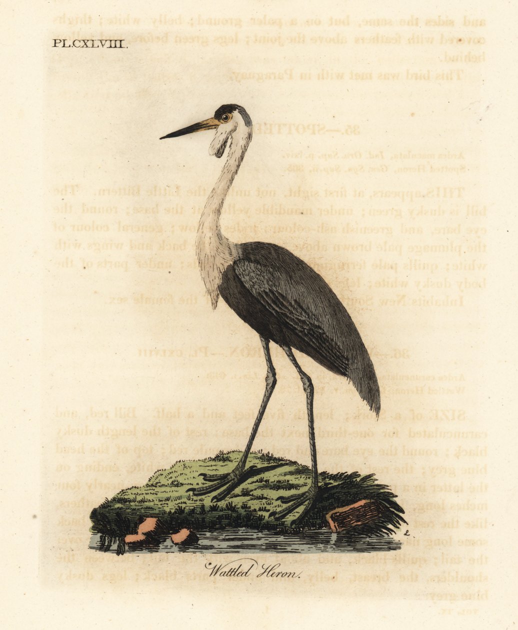 جمجمة مدببة ، Bugeranus carunculatus. غير حصين. (مالك الحزين Wattled ، Ardea carunculata.) لوح نحاسي ملون يدويًا رسمه ونقشه جون لاثام من كتابه تاريخ الطيور العام ، وينشستر بواسطة جون لاثام