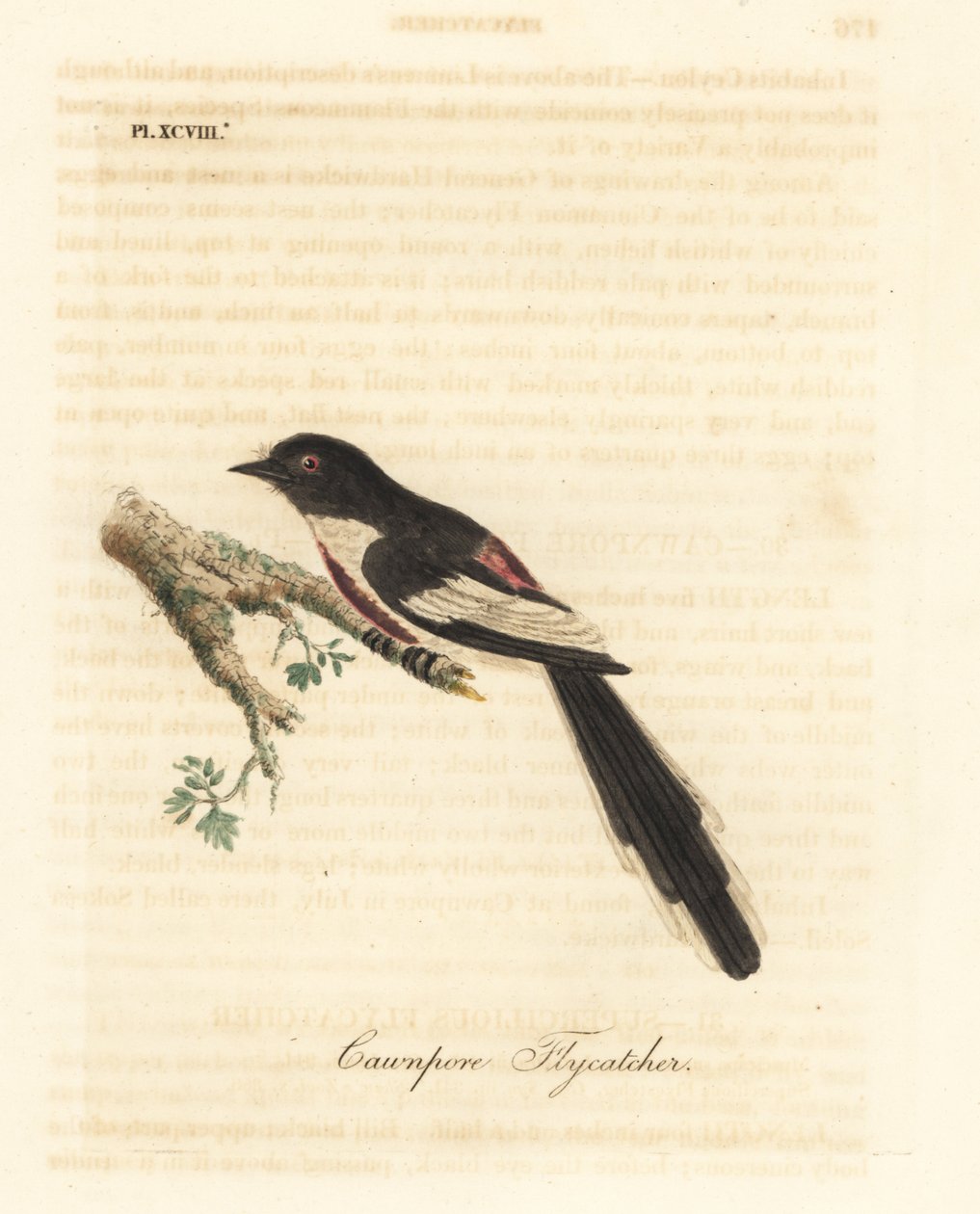 صغيرة بيضاء بطن ، Pericrocotus erythropygius (Cawnpore flycatcher). الهند. لوح نحاسي ملون يدويًا رسمه ونقشه جون لاثام من كتابه A General History of Birds ، وينشستر بواسطة جون لاثام