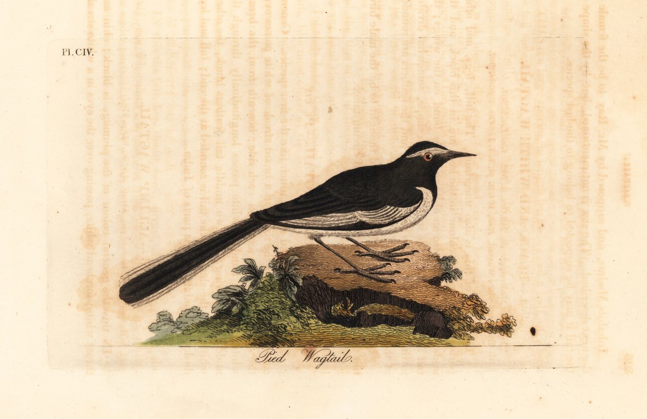 ذعرة الذعرة الذهبية عريضة الحاجب ، Motacilla maderaspatensis. (ذعرة القدم من الهند). لوح نحاسي ملون يدويًا رسمه ونقشه جون لاثام من كتابه A General History of Birds ، وينشستر بواسطة جون لاثام