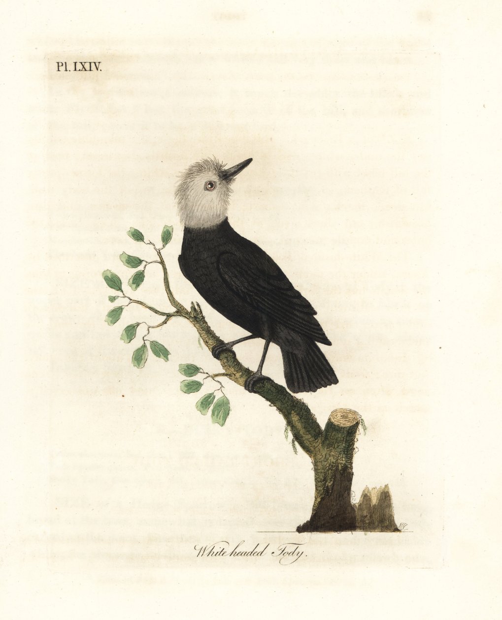 طاغية المستنقعات أبيض الرأس ، Arundinicola leucocephala (تودي أبيض الرأس ، Todus leucocephalus). لوح نحاسي ملون يدويًا رسمه ونقشه جون لاثام من كتابه A General History of Birds ، وينشستر بواسطة جون لاثام