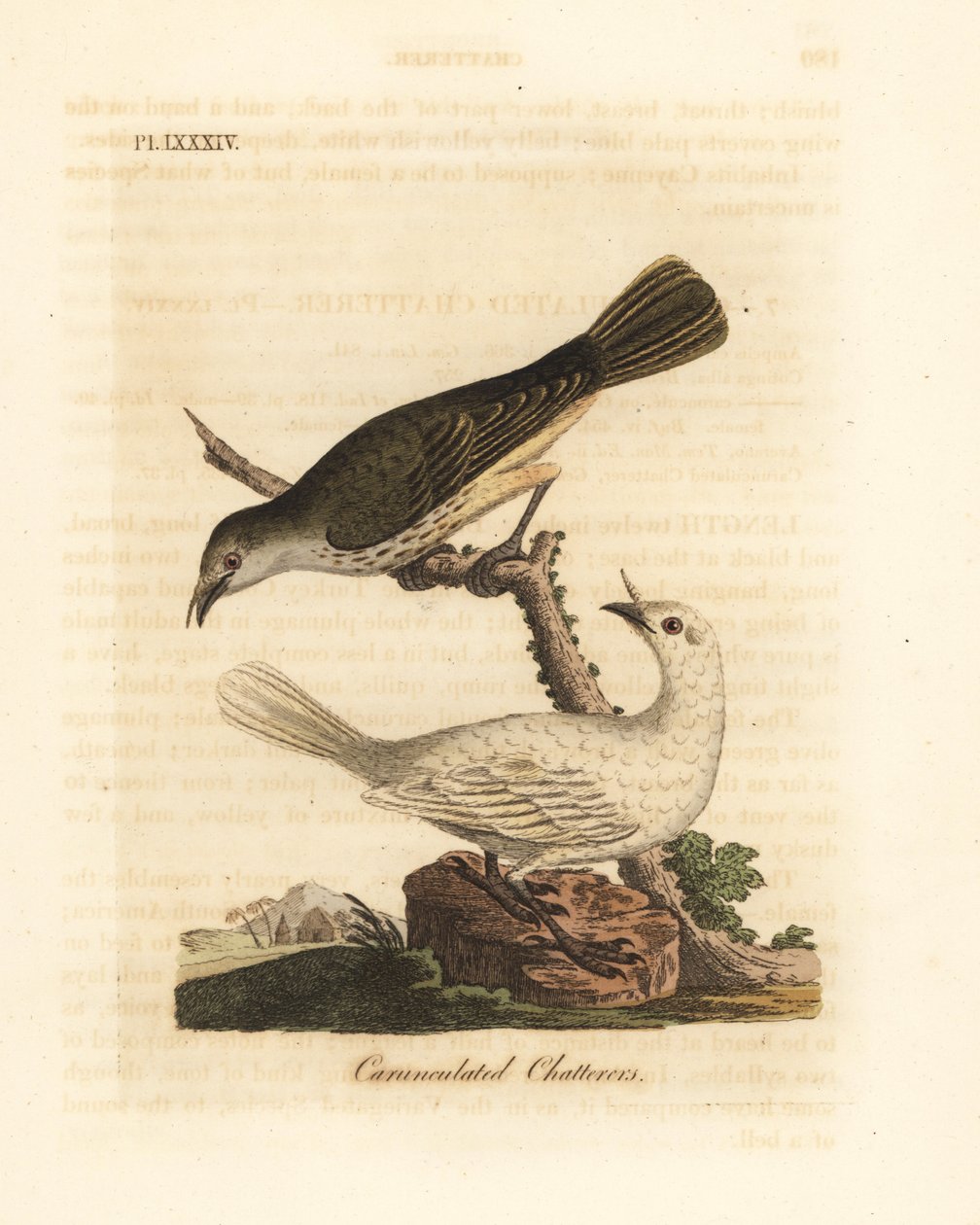 طائر الجرس الأبيض ، Procnias albus ، ذكر وأنثى (ثرثرة ملتطمة ، Ampelis carunculata). لوح نحاسي ملون يدويًا رسمه ونقشه جون لاثام من كتابه A General History of Birds ، وينشستر بواسطة جون لاثام