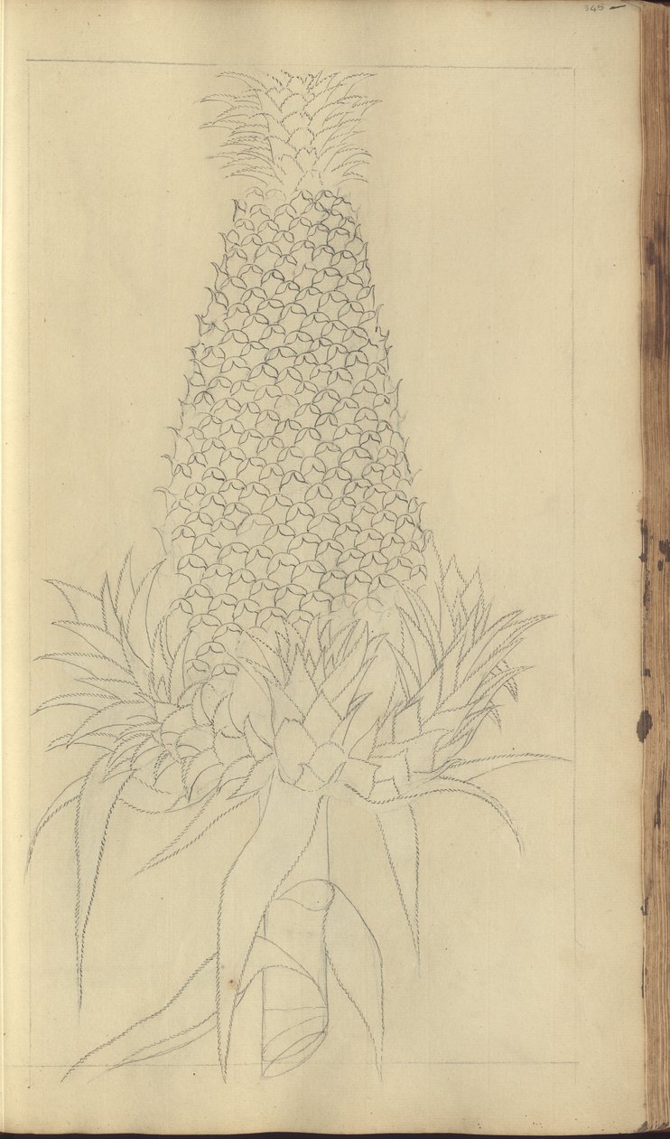 A page from the 
