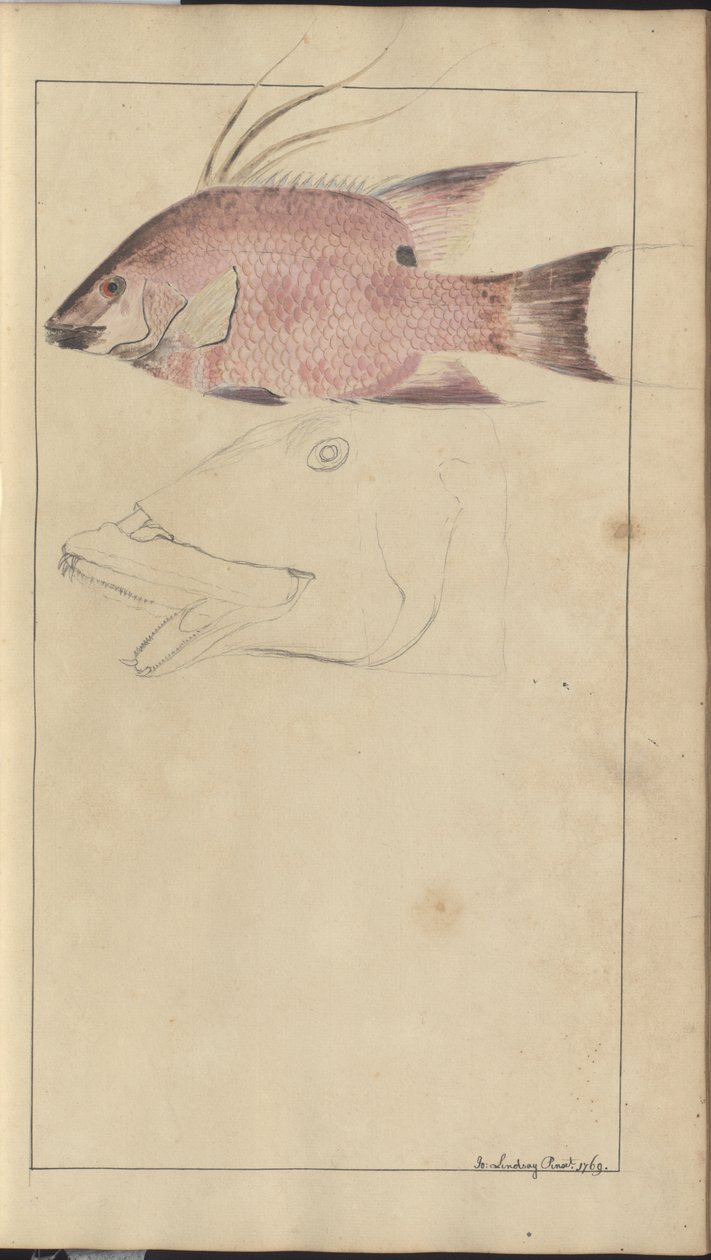 رسومات ليندسي المجلد. سابعا بواسطة جون ليندسي
