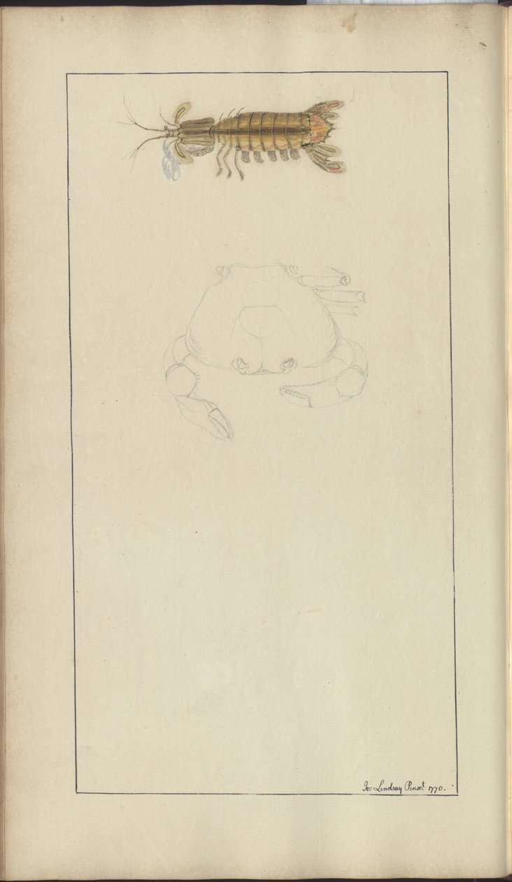 Lindsay Drawings Vol. VII, 24 بواسطة جون ليندسي