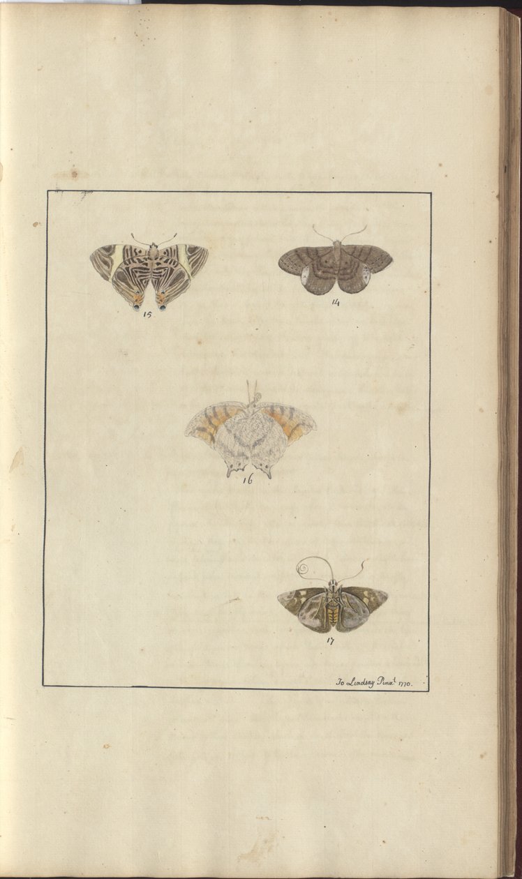 Lindsay Drawings Vol. VI, 42 بواسطة جون ليندسي