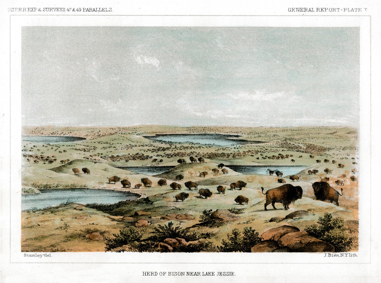 قطيع بيسون بالقرب من بحيرة جيسي ، داكوتا الشمالية ، الولايات المتحدة الأمريكية ، 1856. بواسطة جون ميكس ستانلي