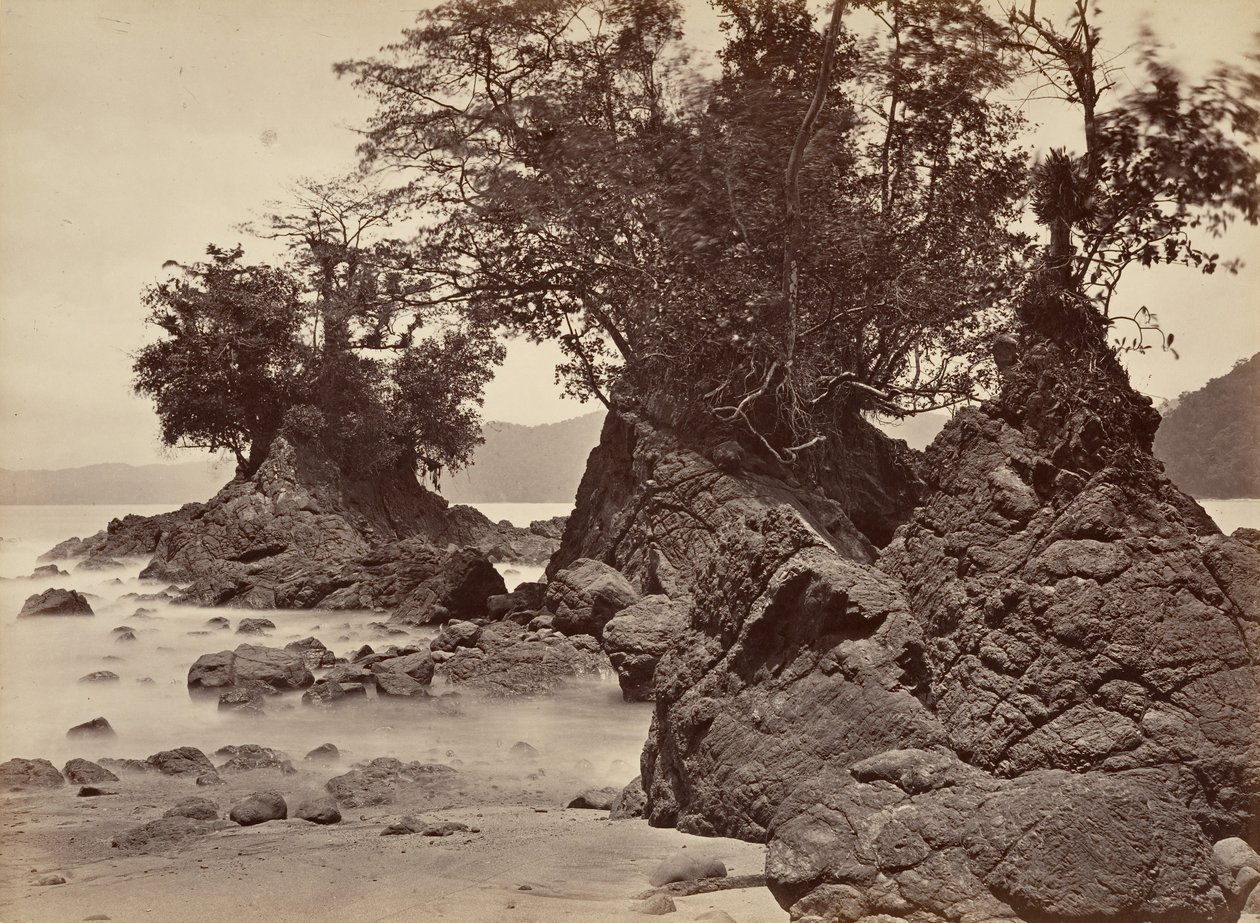 المشهد الاستوائي ، خليج ليمون - المد والجزر ، 1871. بواسطة جون موران