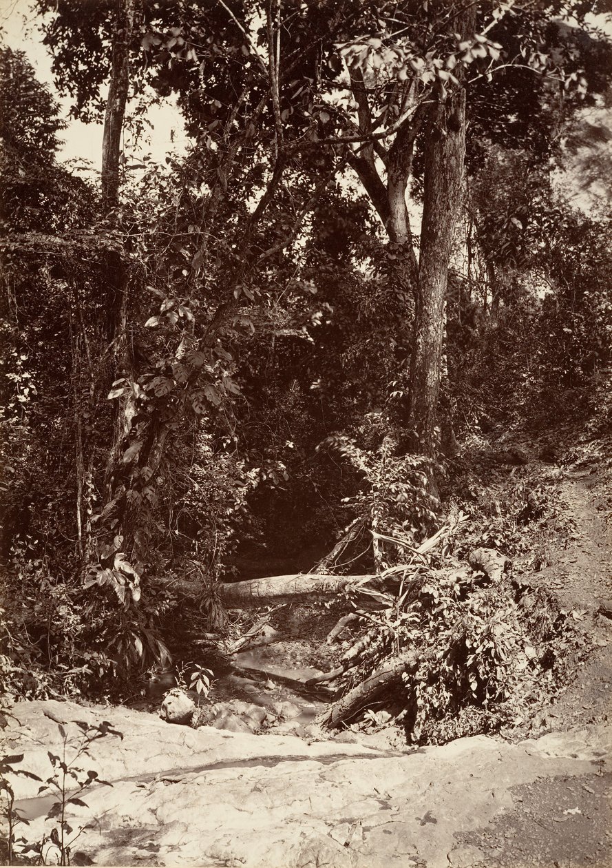 مشهد استوائي ، The Brook El Bano ، Chipigana ، 1871. بواسطة جون موران
