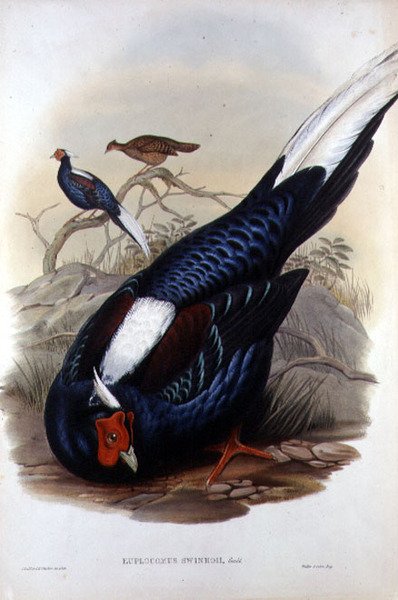 Euplocomus Swinhoii ، نقش بواسطة Walter & Cohn ، لندن ، حانة. بين 1850-183 (حجر ملون يدويًا) بواسطة جون والقاضي هنري قسطنطين (بعد) غولد