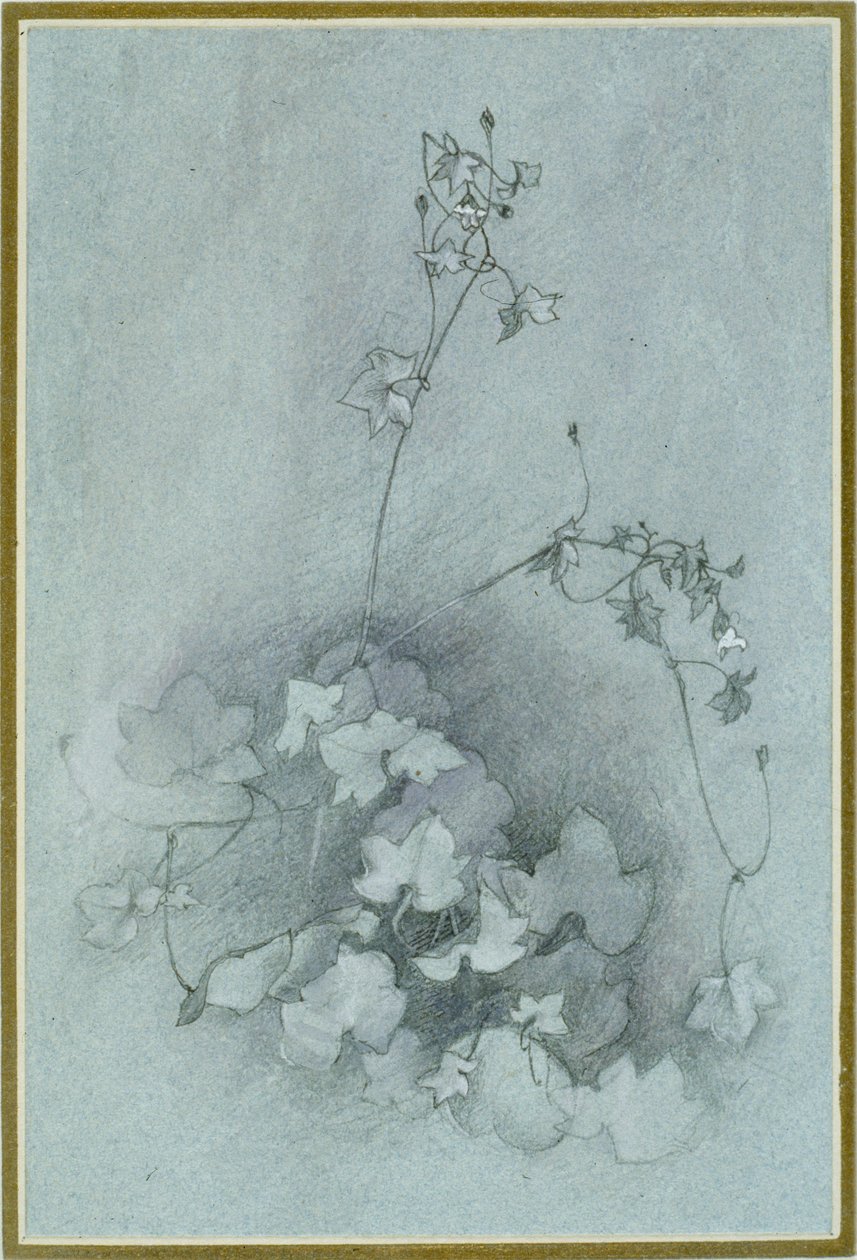 Ivy-Leaved Toadflax 'Oxford Ivy' ، 1852 بواسطة جون روسكين
