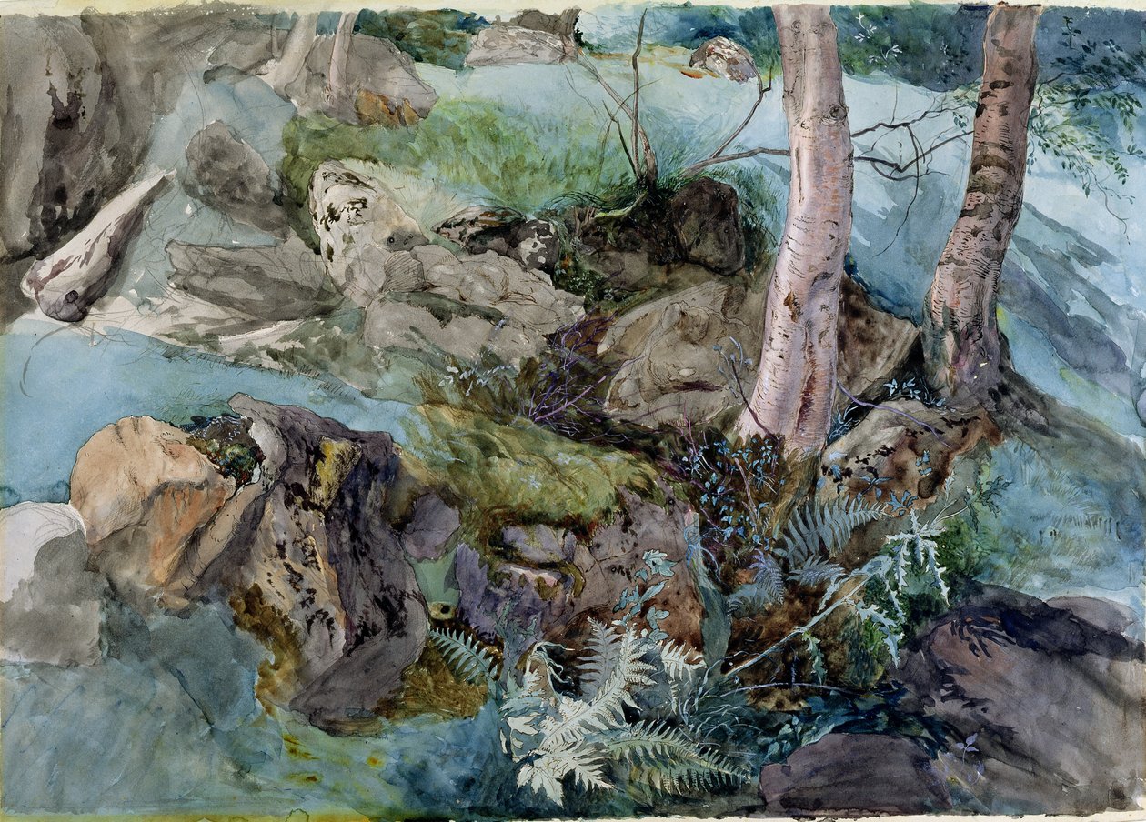 دراسة الصخور والسرخس في خشب في Crossmount ، بيرثشاير ، 1843 (مرحاض على ورق) بواسطة جون روسكين
