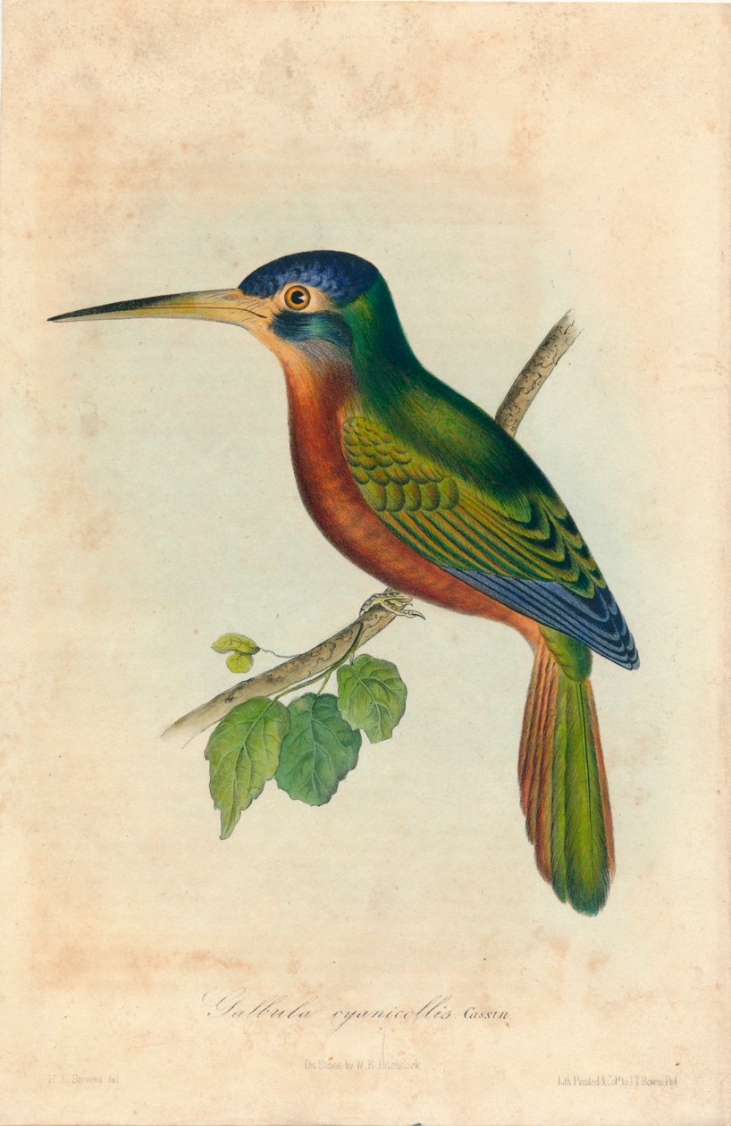 الجالبولا سيانيكوليس. كاسين ، 1850 بواسطة جون ت. بوين