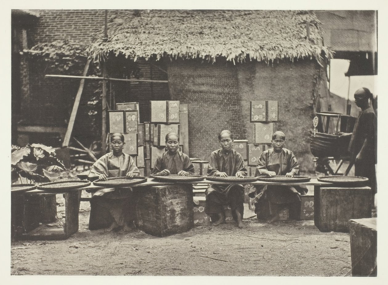 قطف الشاي في كانتون ، ج. 1868. بواسطة جون طومسون