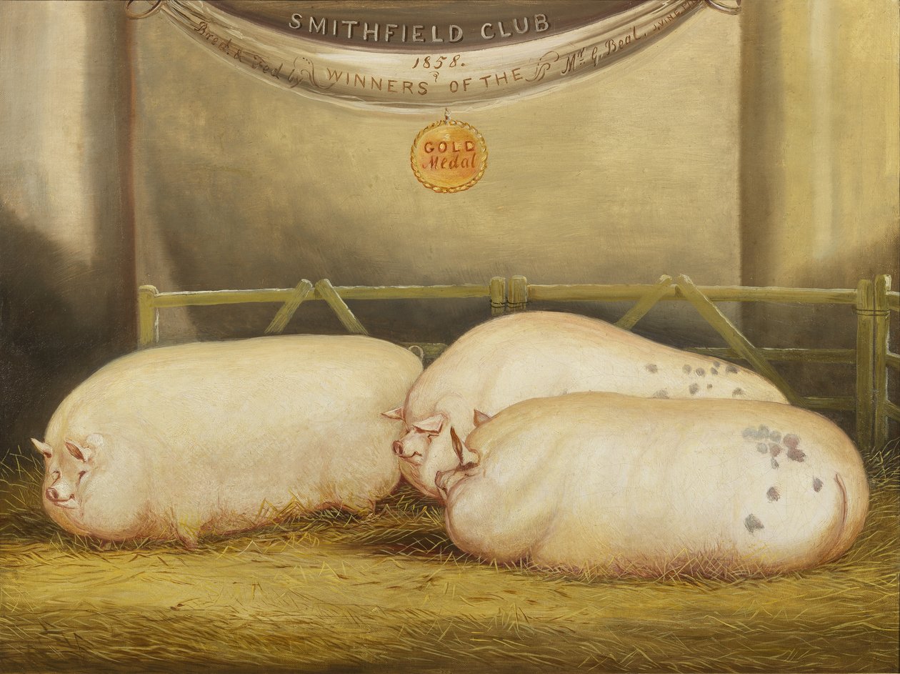ثلاثة ليستر محسنة في قلم في 1858 Smithfield Club Christmas Show ، 1858 بواسطة جون فاين
