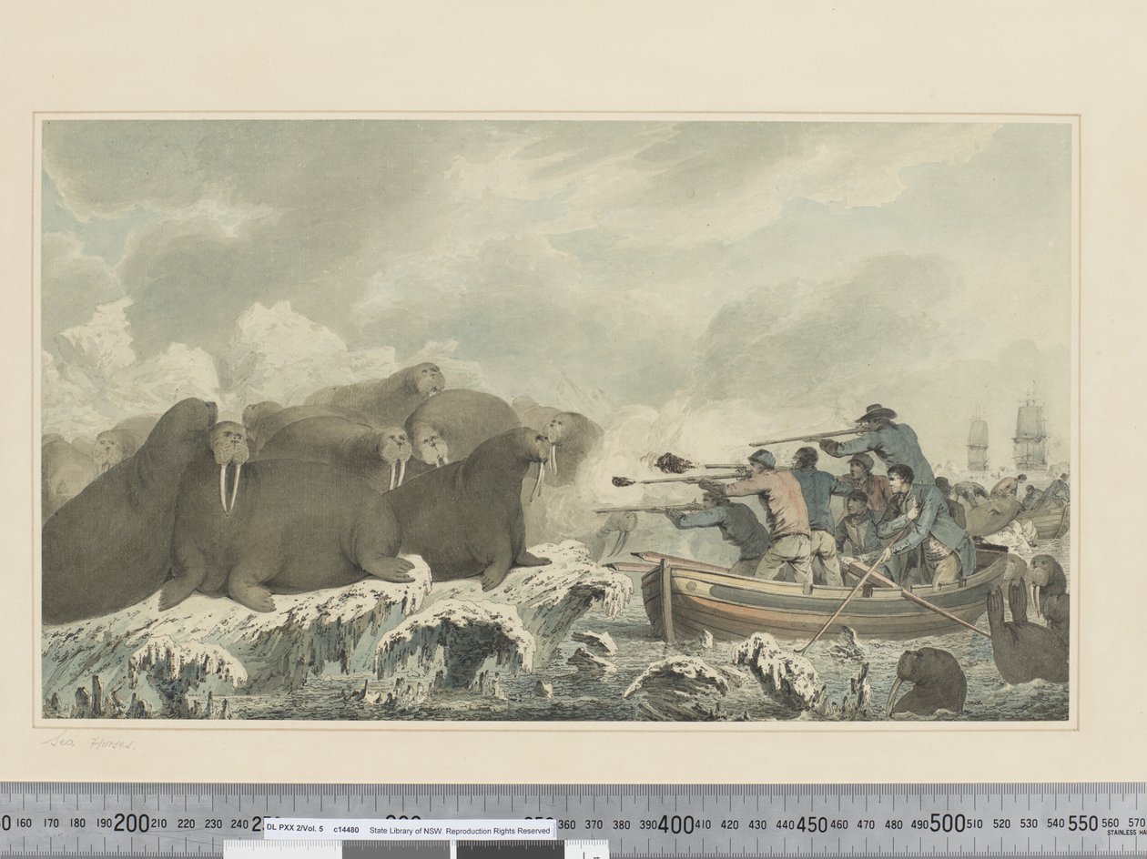 F.32 خيل البحر ، حوالي 1773 - 84 (ألوان مائية) بواسطة جون ويبر