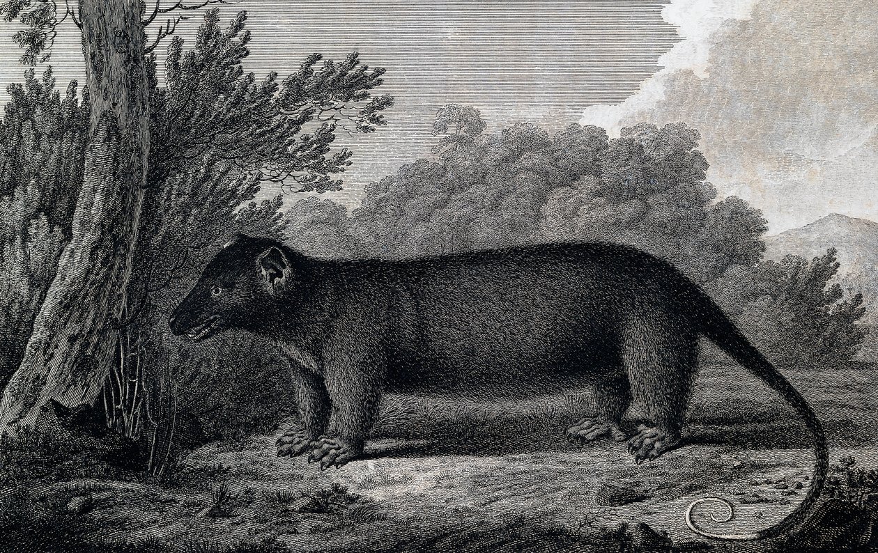 الأبوسوم ، نقش بعد الرسم بواسطة جون ويبر (1750-1793) أثناء الرحلة الثالثة لجيمس كوك بواسطة جون ويبر
