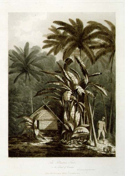 شجرة لسان الحمل في جزيرة كراكاتوا ، من حانة "مناظر في البحار الجنوبية". 1788 (حفر) بواسطة جون ويبر