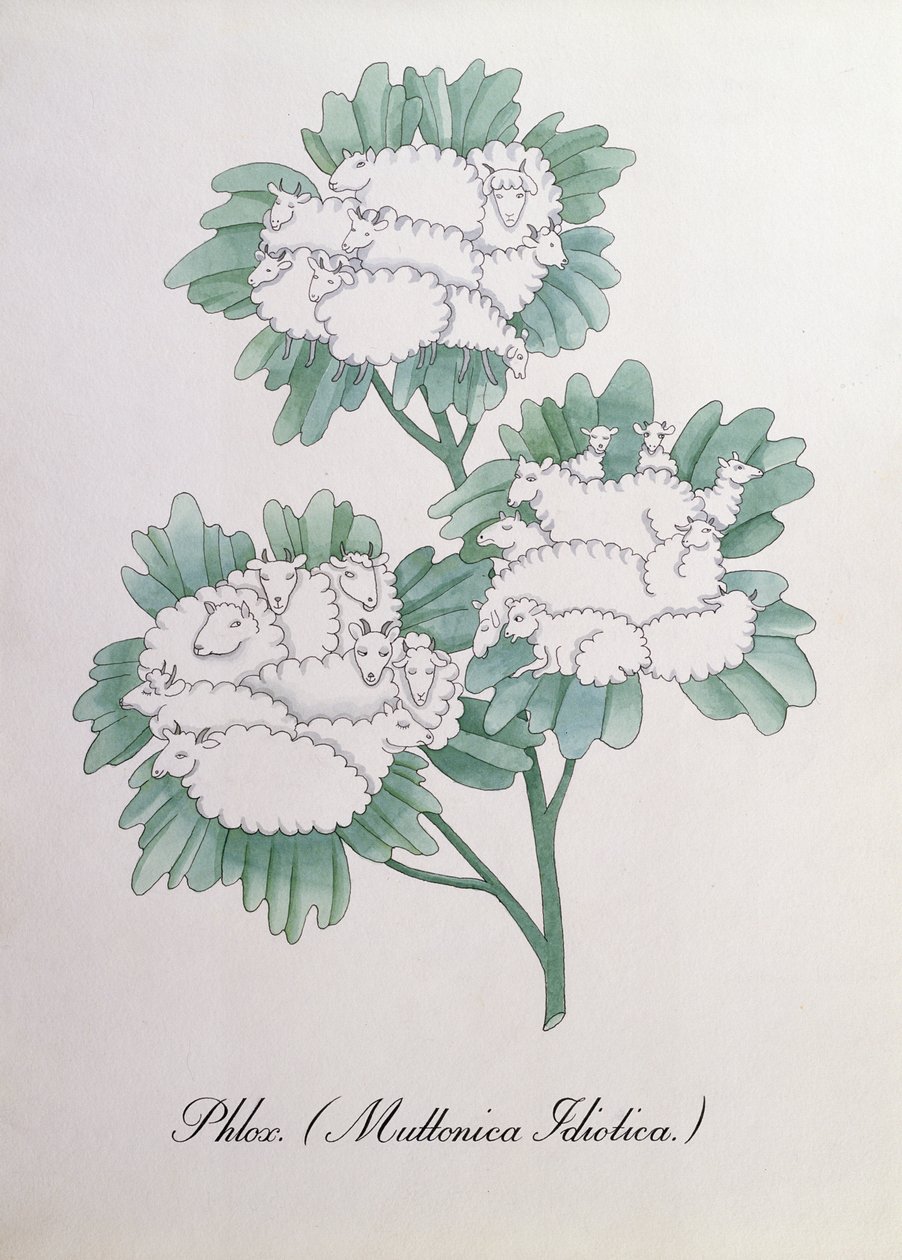 الفلوكس. (Muttonica Idiotica) ، رسم توضيحي من "The Bogus Book of Botany" لجون وير بواسطة جون وير