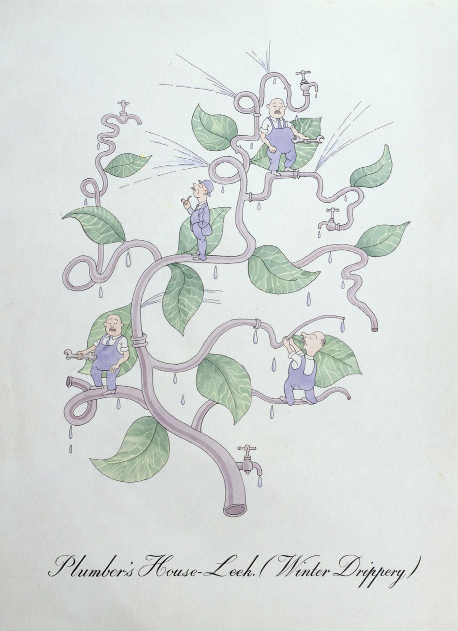 كراث منزل السباك (قطرات الماء)، رسم توضيحي من "كتاب علم النبات الزائف" بقلم جون وير بواسطة جون وير