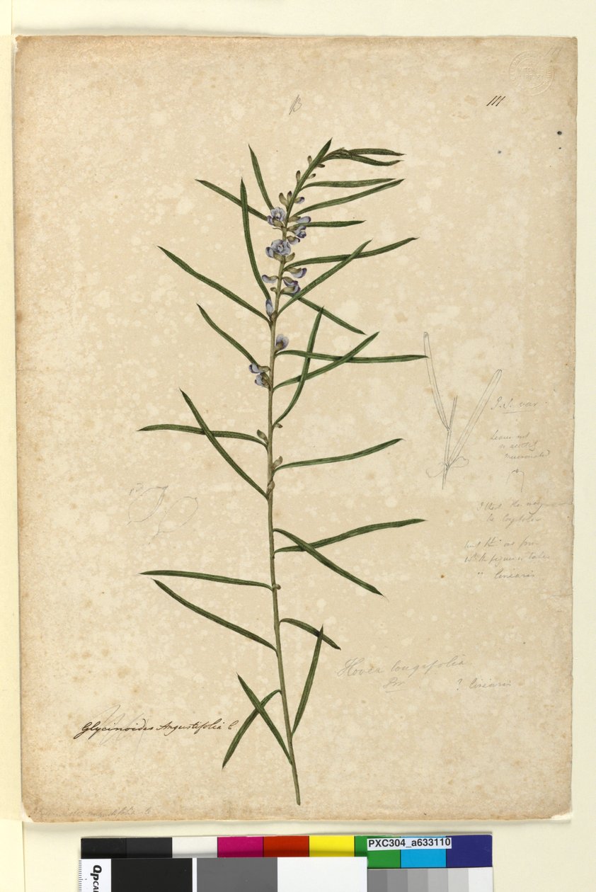 الصفحة 111. Hovea longifolia، c.1803-06 (مرحاض ، قلم حبر ، قلم رصاص) بواسطة جون وليام لوين