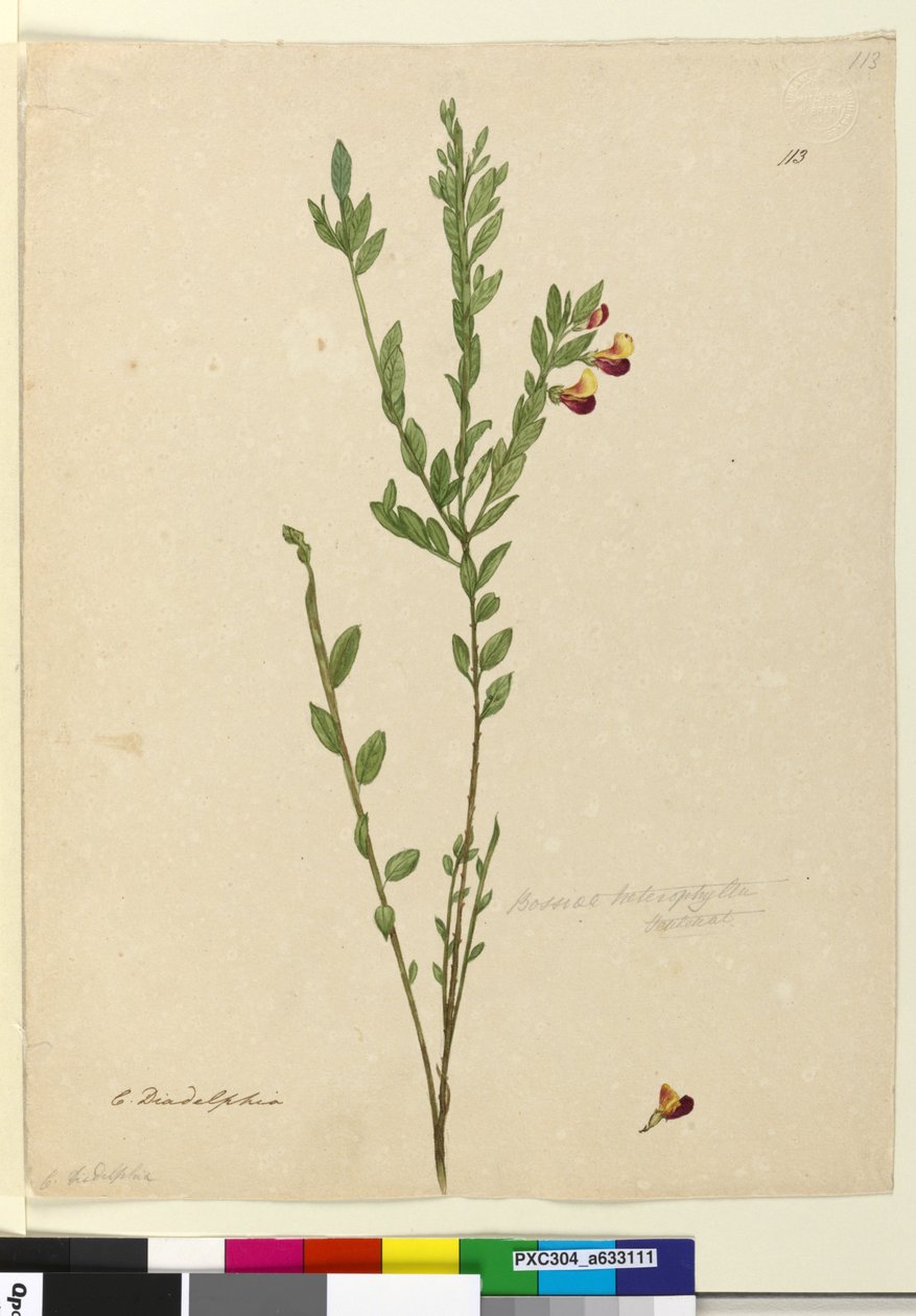 الصفحة 113. Bossiaea heterophylla ، c.1803-06 (مرحاض وقلم وحبر وقلم رصاص) بواسطة جون وليام لوين