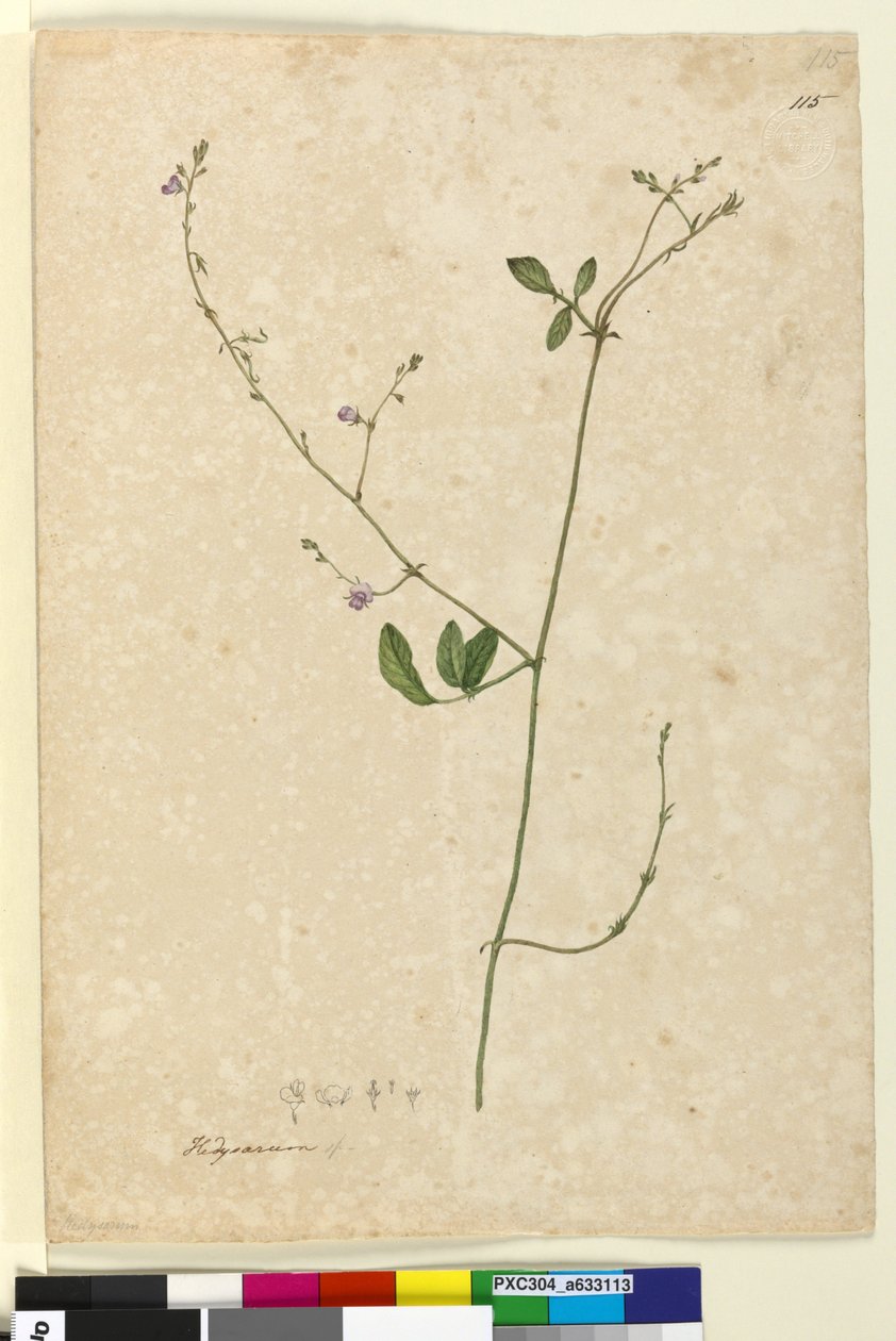 الصفحة 115. Hedysarum ، c.1803-06 (مرحاض ، قلم حبر وقلم رصاص) بواسطة جون وليام لوين