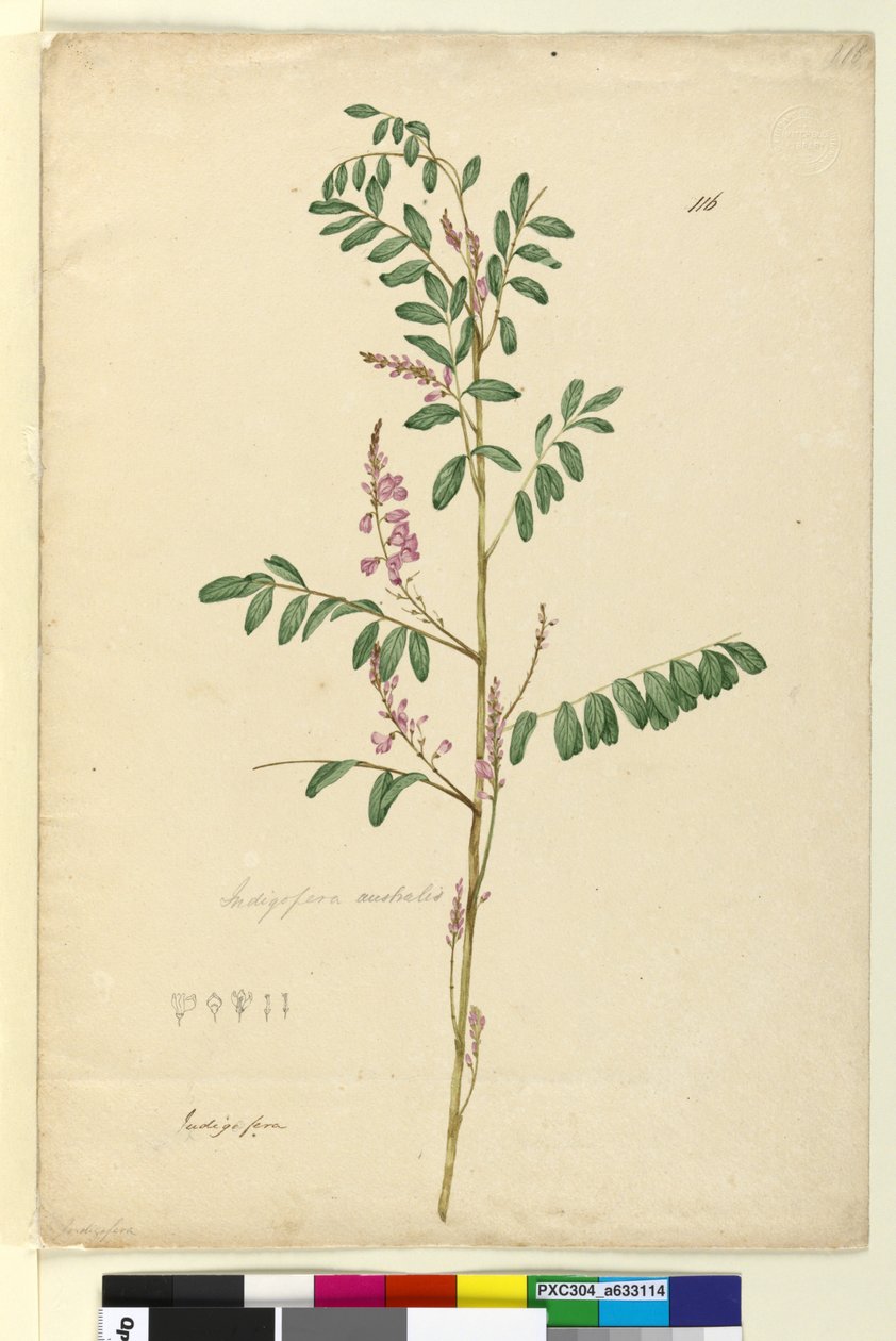 الصفحة 116. Indigofera australis، c.1803-06 (مرحاض ، قلم حبر ، قلم رصاص) بواسطة جون وليام لوين