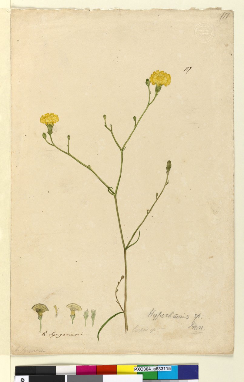الصفحة 117. Hypochaeris ، ج 1803-06 (مرحاض ، قلم حبر وقلم رصاص) بواسطة جون وليام لوين