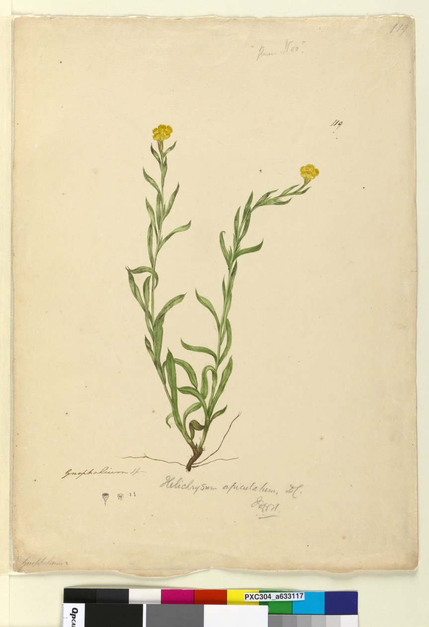 الصفحة 119. Helichrysum apiculatum Chrysocephalum apiculatum ، c.1803-06 (مرحاض وقلم وحبر وقلم رصاص) بواسطة جون وليام لوين