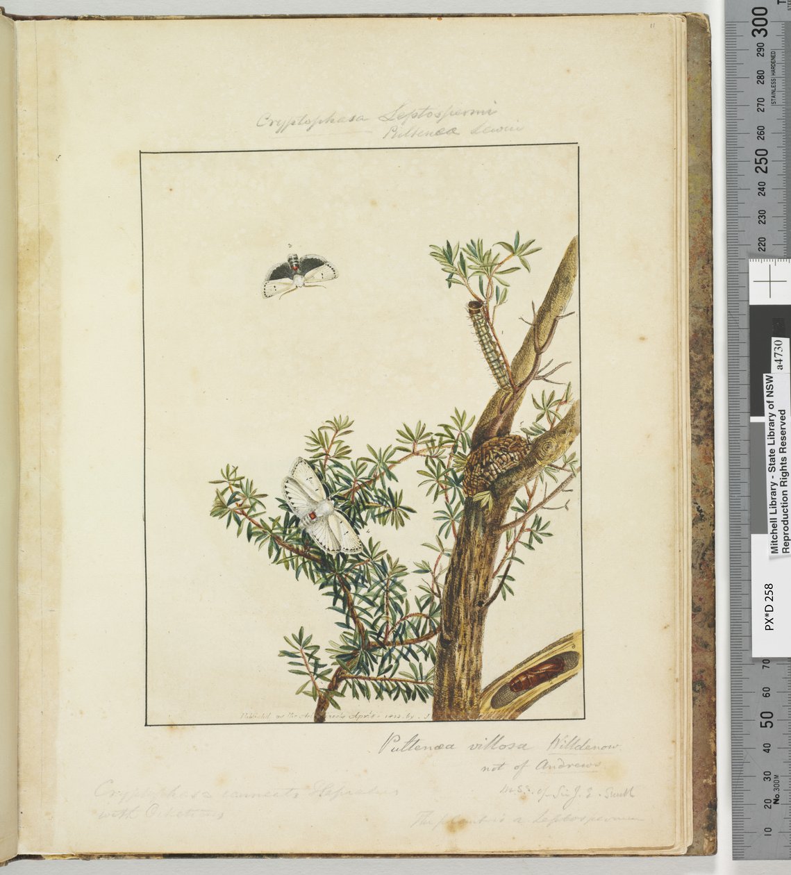 الصفحة 11. اللوحة 3 Cryptophasa Septosfermi Pultenae Lewin، 1803-04 (مطبوعات النقش الملونة) بواسطة جون وليام لوين