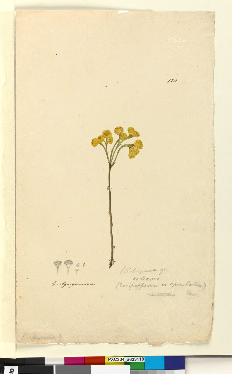 الصفحة 120. Elichrysum، c.1803-06 (مرحاض ، قلم حبر ، قلم رصاص) بواسطة جون وليام لوين