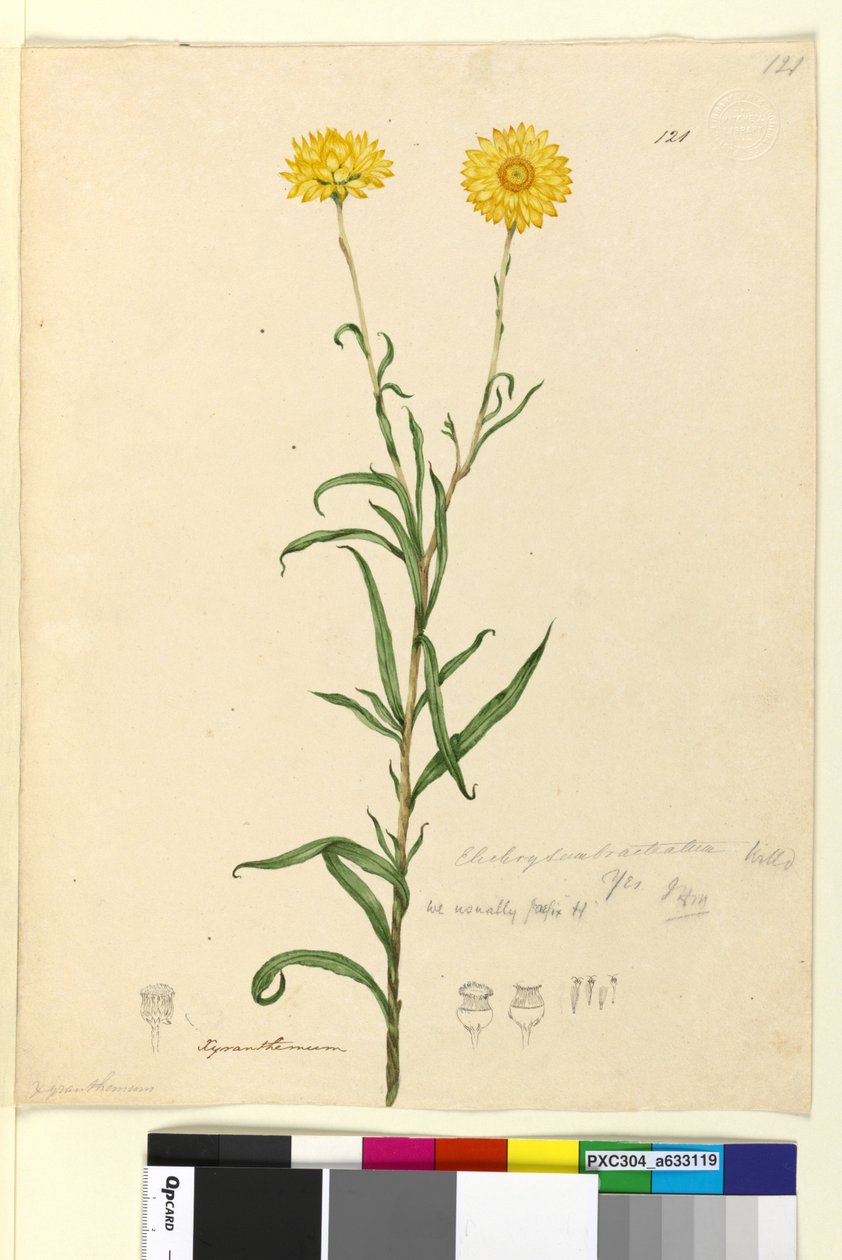 الصفحة 121. Elichrysum bracteatum، c.1803-06 (مرحاض ، قلم حبر ، قلم رصاص) بواسطة جون وليام لوين