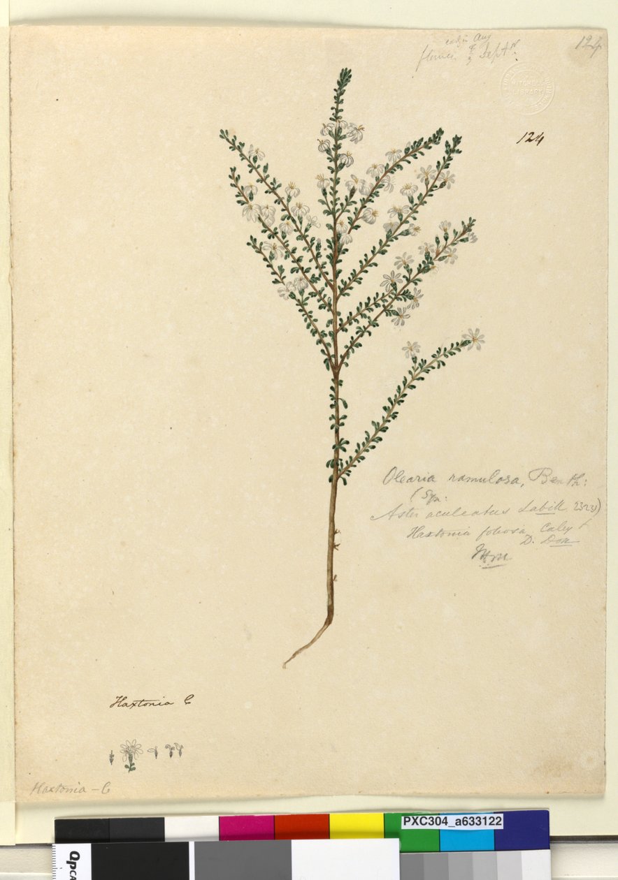 الصفحة 124. Olearia ramulosa، c.1803-06 (مرحاض ، قلم حبر ، قلم رصاص) بواسطة جون وليام لوين