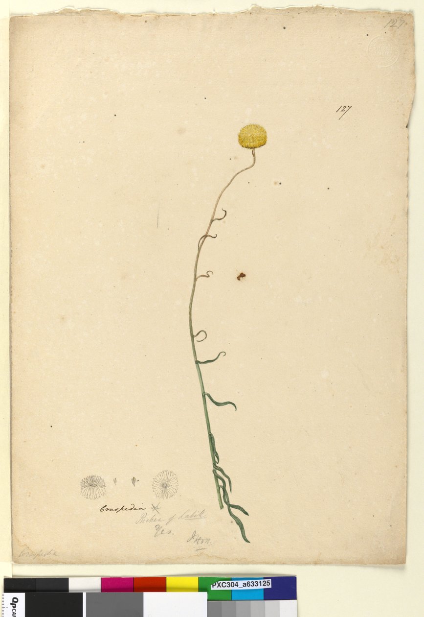 الصفحة 127. Craspedia ، c.1803-06 (مرحاض ، قلم حبر وقلم رصاص) بواسطة جون وليام لوين