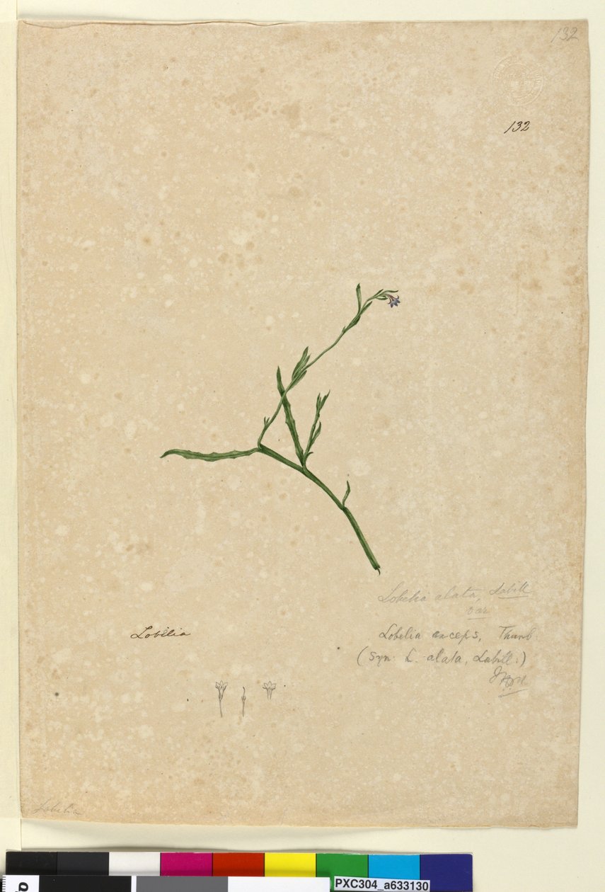 الصفحة 132. Lobelia alata، c.1803-06 (مرحاض ، قلم حبر ، قلم رصاص) بواسطة جون وليام لوين