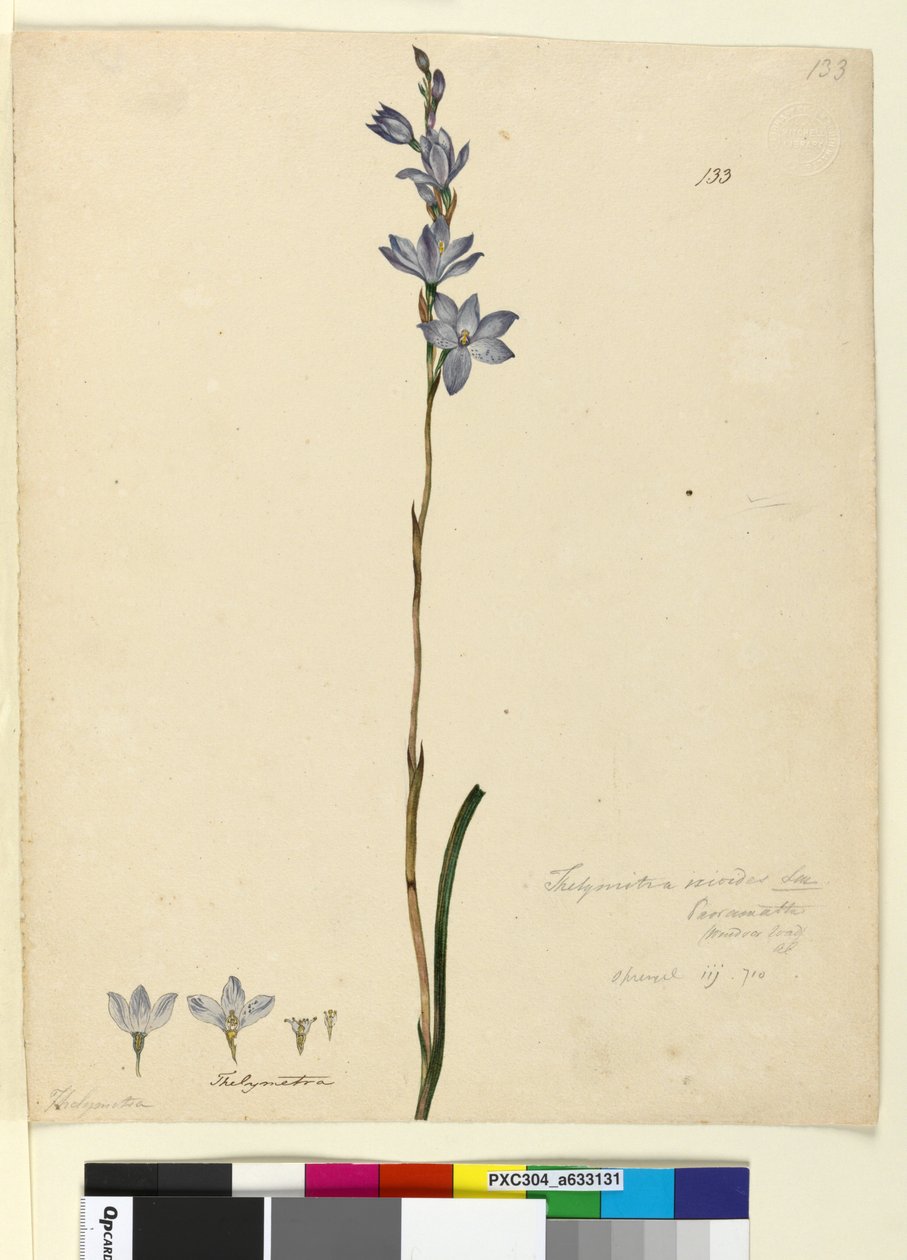 الصفحة 133. Thelymitra ixioides، c.1803-06 (مرحاض ، قلم حبر ، قلم رصاص) بواسطة جون وليام لوين