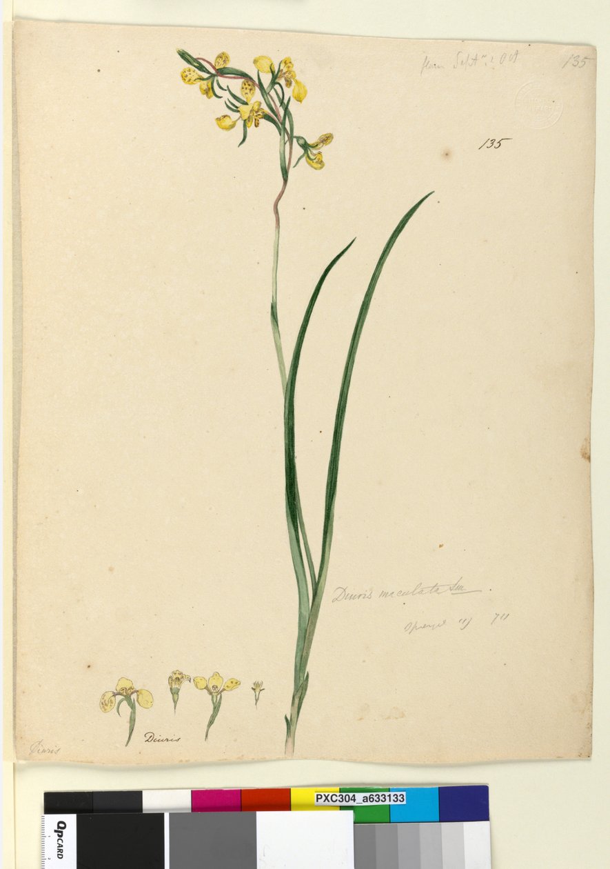 الصفحة 135. Diuris maculata ، c.1803-06 (مرحاض ، قلم حبر ، قلم رصاص) بواسطة جون وليام لوين