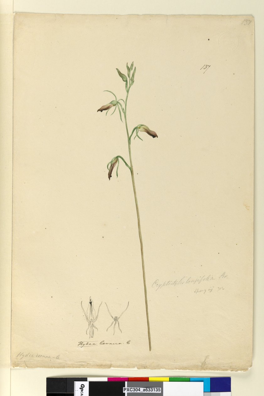 الصفحة 137. Cryptostylis longifolia، c.1803-06 (مرحاض ، قلم حبر ، قلم رصاص) بواسطة جون وليام لوين