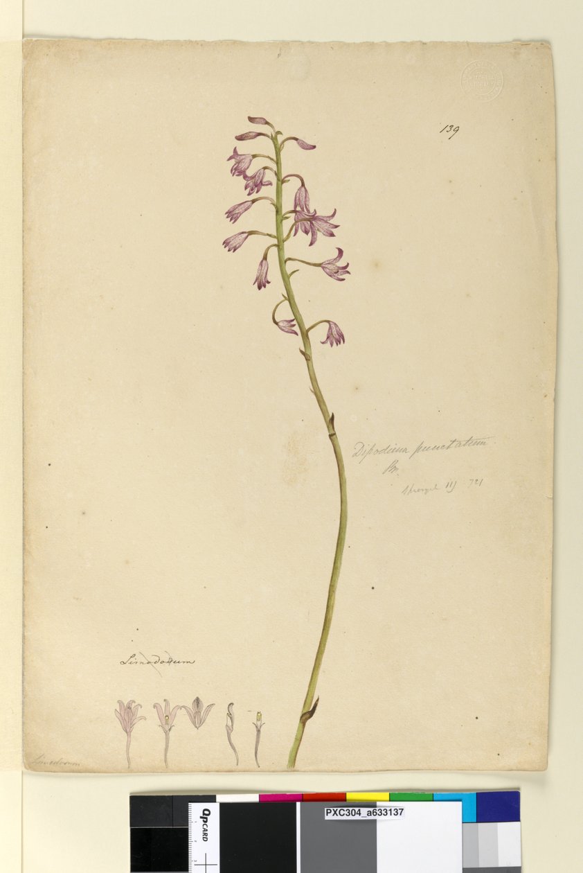 الصفحة 139. Dipodium punctatum، c.1803-06 (مرحاض ، قلم حبر ، قلم رصاص) بواسطة جون وليام لوين