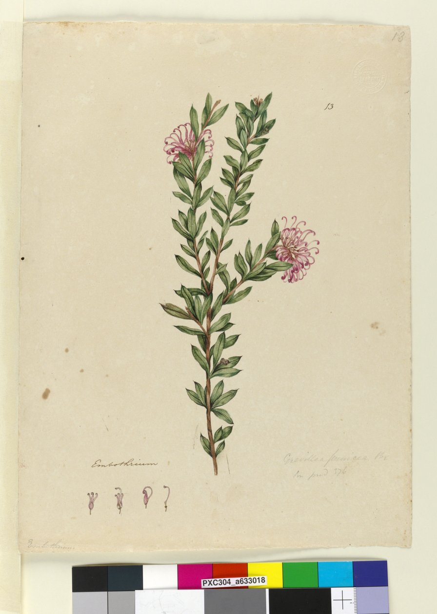 الصفحة 13. Grevillea punicea، c.1803-06 (مرحاض ، قلم حبر ، قلم رصاص) بواسطة جون وليام لوين