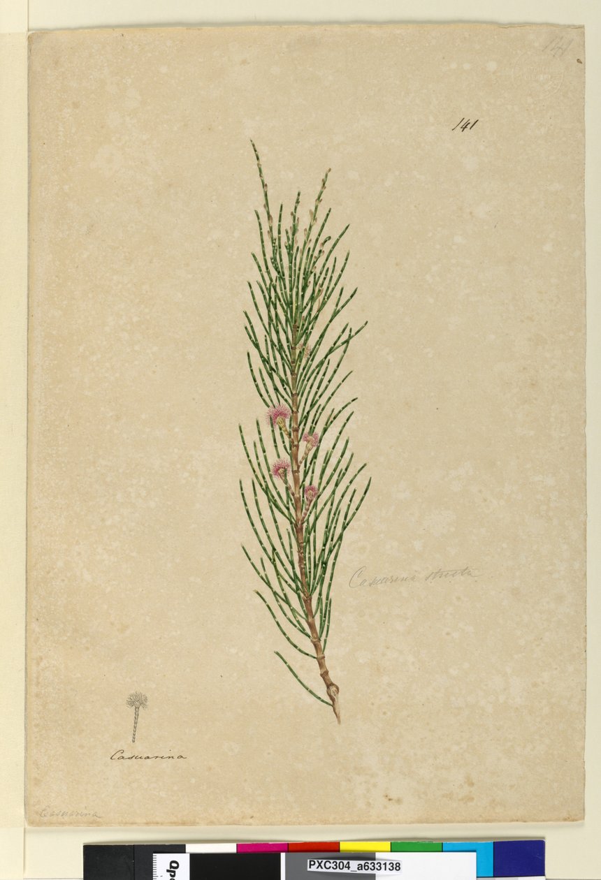الصفحة 141. Casuarina صارمة Allocasuarina verticillata ، c.1803-06 (مرحاض ، قلم حبر ، قلم رصاص) بواسطة جون وليام لوين