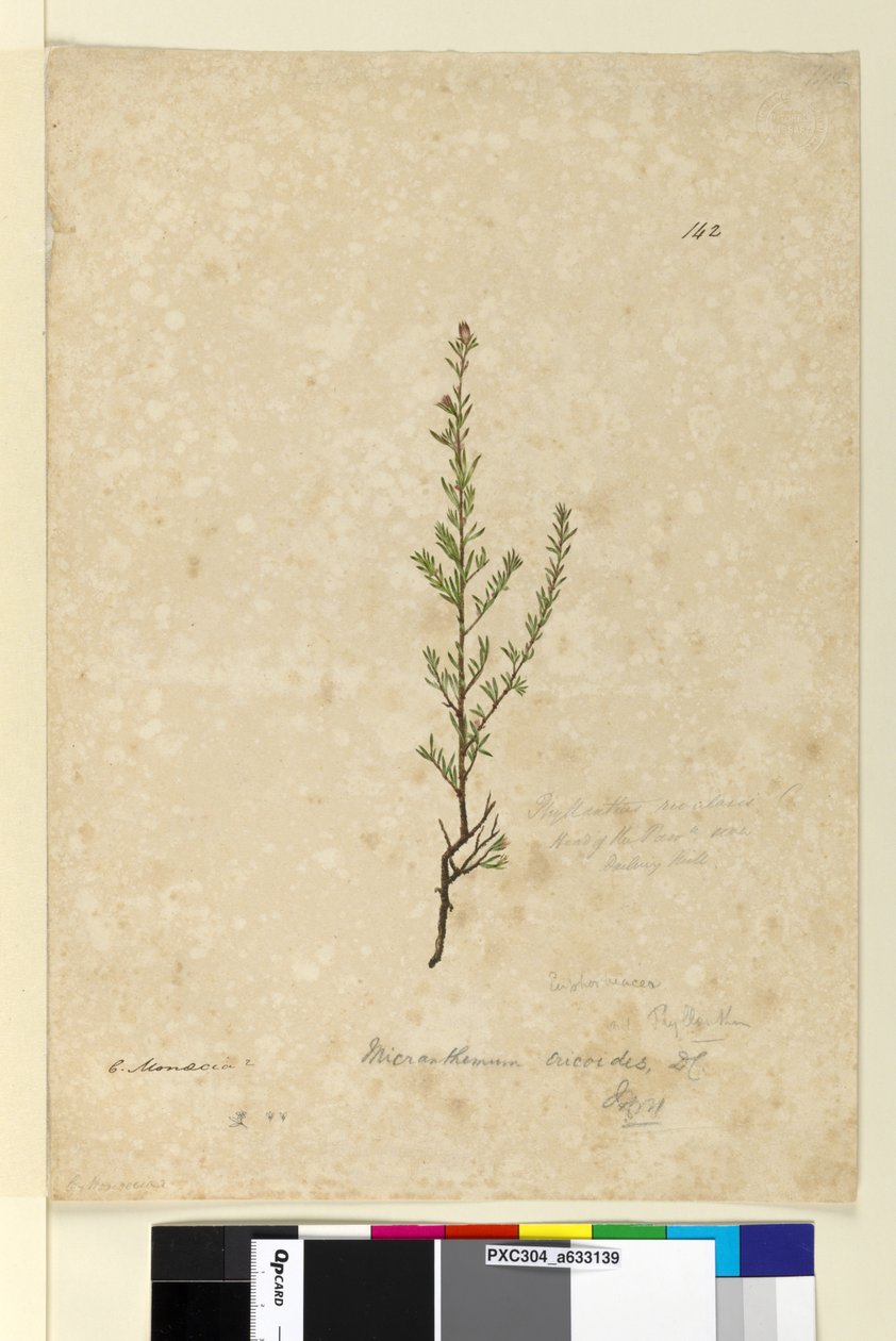 صفحة 142. Phyllanthus rivularis، c.1803-06 (مرحاض ، قلم حبر ، قلم رصاص) بواسطة جون وليام لوين