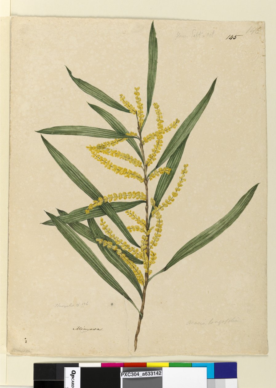 الصفحة 145. أكاسيا لونجيفوليا ، c.1803-06 (مرحاض ، قلم حبر ، قلم رصاص) بواسطة جون وليام لوين